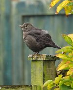 Fluffed-Blackbird.jpg