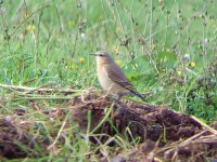 Wheatear Ladywood.JPG