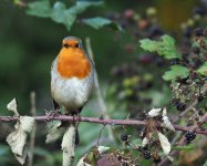 Sunny-Robin-2-small.jpg