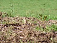 Wheatear Ladywood 5th Oct 13.jpg