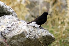 Nov_Black-Wheatear7.jpg