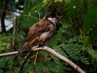 IMG_0199 RW Bulbul RBDT.jpg