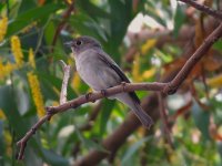 IMG_0206 Asian Brown Flycatcher RDBT 2.jpg