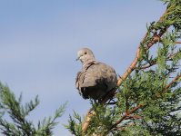 Peterborough birds Aug-September 2013 A.Dancy CR 136a.jpg