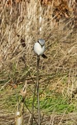 Great Grey Shrike.jpg