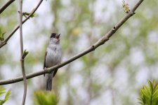 Peterborough birds May 2013 . A.Dancy CR No2 057a.jpg