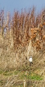 Great Grey Shrike-2.jpg