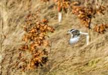 Great Grey Shrike in flight.jpg