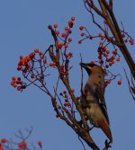 Waxwing_Kincorth_221213a.jpg