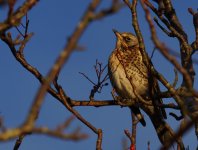 Fieldfare_Kincorth_221213a.jpg