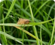 Unidentified Moths-9.jpg