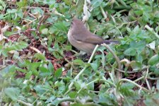 Chiffchaff_ID.jpg