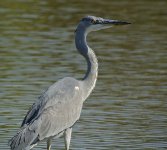 grey heron V1 stx95_DSC1676.jpg