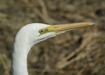 great egret V1 stx95_DSC1669.jpg