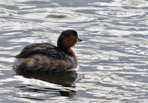 Dabchick Penclacwydd 20-10-2013 (3).JPG