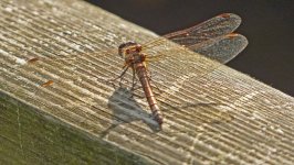 possible red veined darter bf.jpg