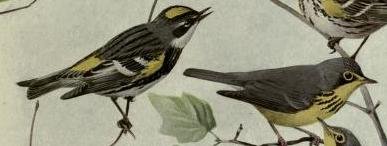 Yellow rumped or myrtle warbler.jpg