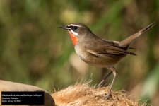 Siberian Rubythroat 3.jpg