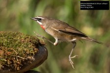 Siberian Rubythroat 4.jpg