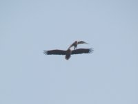 White-tailed Sea Eagle 4443.jpg