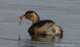 little grebe DSC_0792.jpg