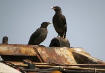 IMG_0234 Cr Myna on dumpster MR.jpg