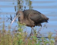 glossy ibis.JPG