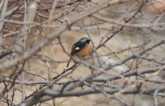 Daurian Redstart.jpg