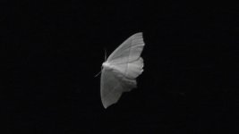 moth(1).jpg