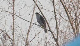 Northern Goshawk.jpg