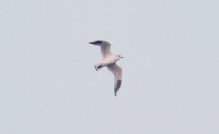 Saunders's Gull.jpg