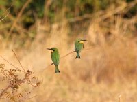 little-bee-eater_2.jpg