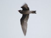 rock-pratincole_1.jpg