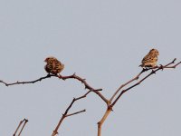 village-indigobird.jpg