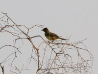 Yellow-bellied-Greenbul.jpg