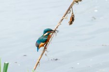 Kingfisher.jpg