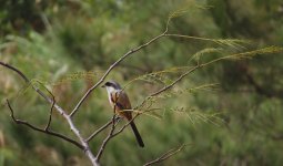 IMG_0629 LT Shrike Tai O.jpg