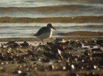 Curlew Sandpiper.jpg