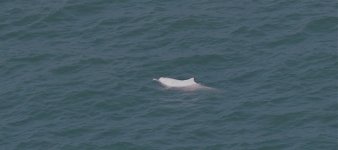 IMG_0664 Chinese White Dolphin.jpg