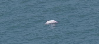 IMG_0665 Chinese White Dolphin rear.jpg