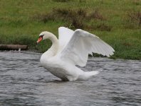 mute swan.JPG