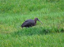 Glossy Ibis Bakewell.jpg