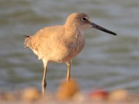 willet1.jpg