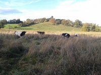 Shetland Cattle.jpg