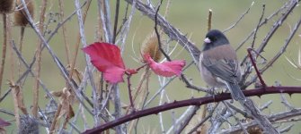 IMG_3871 junco timeline.jpg