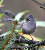 grey-hooded parrotbill4.jpg