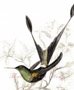 Victorian Racquet-Tailed Hummingbird.jpg