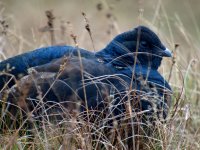 Black-Grouse4.jpg