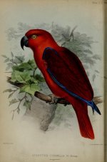 Bonaparte's Eclectus Cornelia 1849.jpg