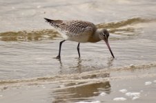 Bar-tailed Godwit 1-1 (800x533).jpg